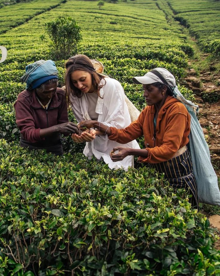 A First-Timer’s Guide to Exploring Sri Lanka: What You Need to Know